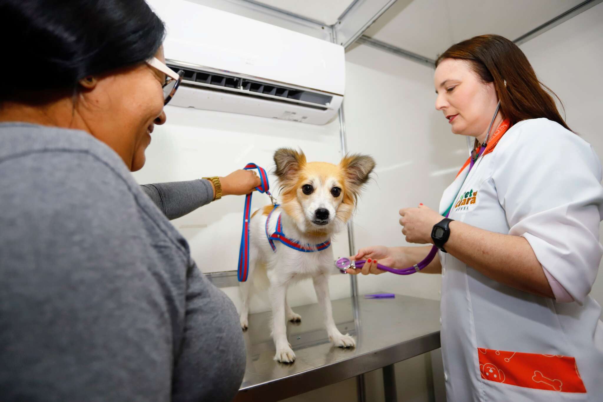 Fortaleza realiza Dia D de vacinação antirrábica para cães e gatos